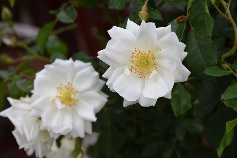 Flower Carpet White Rose (Rosa 'Flower Carpet White') at Country Basket Garden Centre