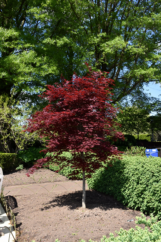 Fireglow Japanese Maple (Acer palmatum 'Fireglow') at Country Basket Garden Centre