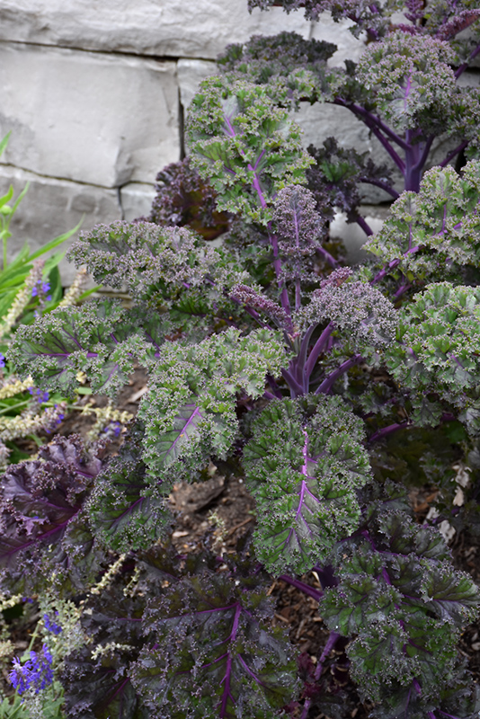 Redbor Kale (Brassica oleracea var. acephala 'Redbor') at Country Basket Garden Centre