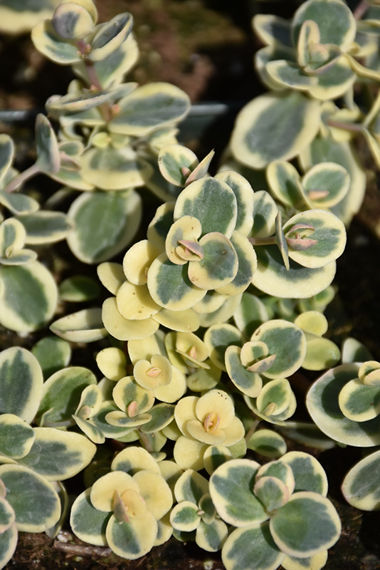 Lime Twister Stonecrop (Sedum 'Lime Twister') at Country Basket Garden Centre