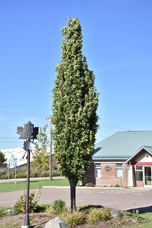 Green Pillar Pin Oak (Quercus palustris 'Pringreen') at Country Basket Garden Centre