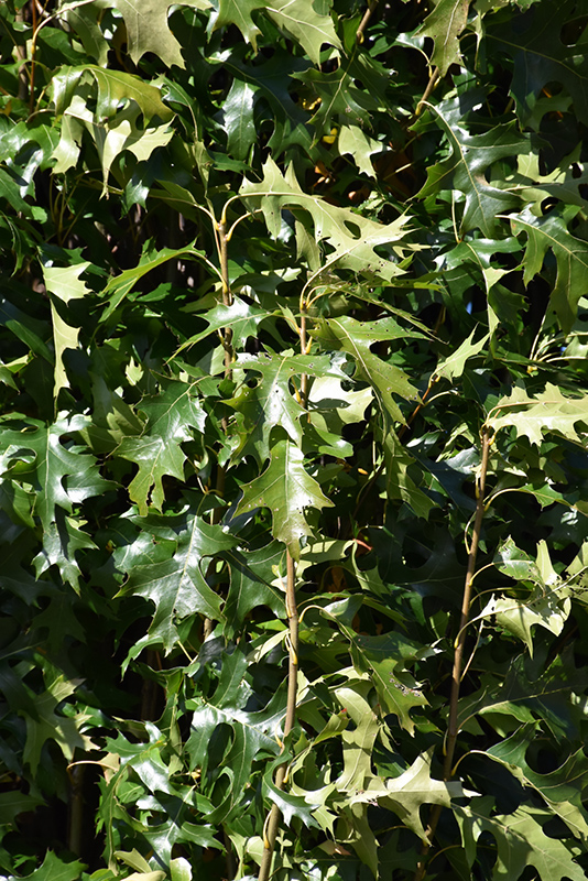Green Pillar Pin Oak (Quercus palustris 'Pringreen') at Country Basket Garden Centre