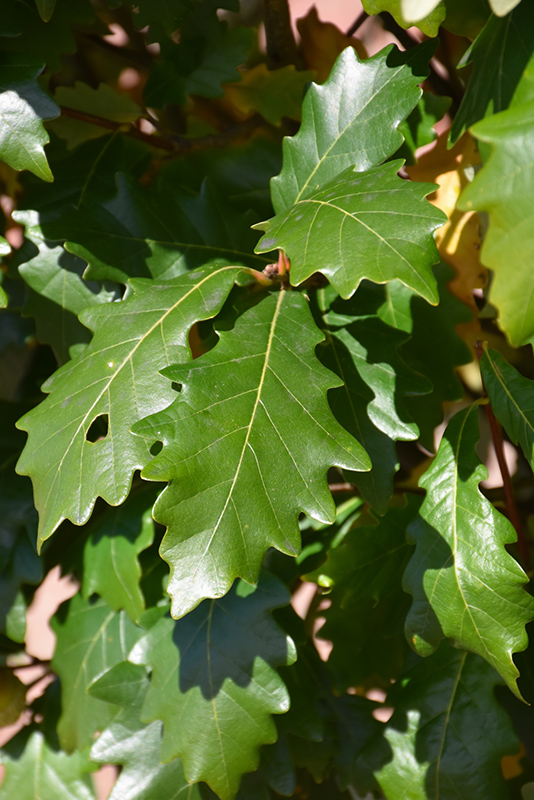 Kindred Spirit Oak (Quercus x warei 'Nadler') at Country Basket Garden Centre