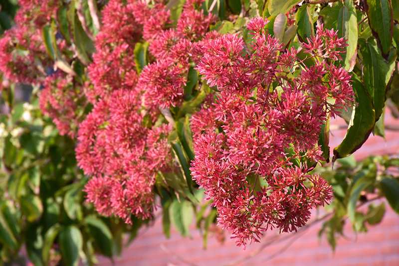 Seven-Son Flower (Heptacodium miconioides) at Country Basket Garden Centre