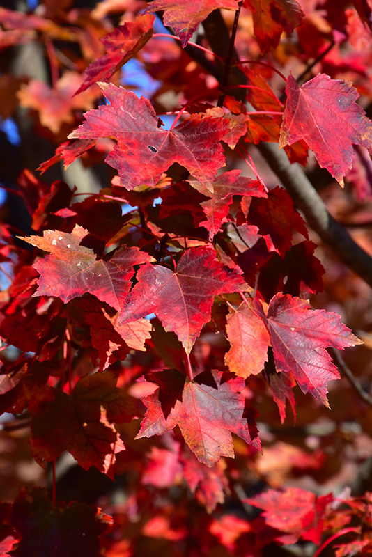 Autumn Flame Red Maple (Acer rubrum 'Autumn Flame') at Country Basket Garden Centre