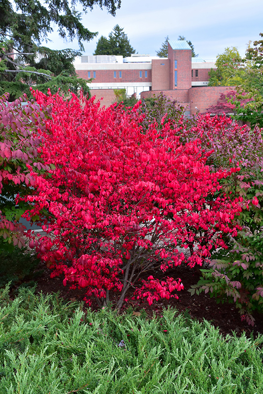 Compact Winged Burning Bush (Euonymus alatus 'Compactus') at Country Basket Garden Centre