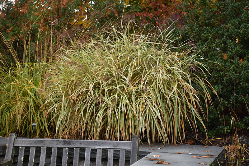 Dixieland Maiden Grass (Miscanthus sinensis 'Dixieland') at Country Basket Garden Centre