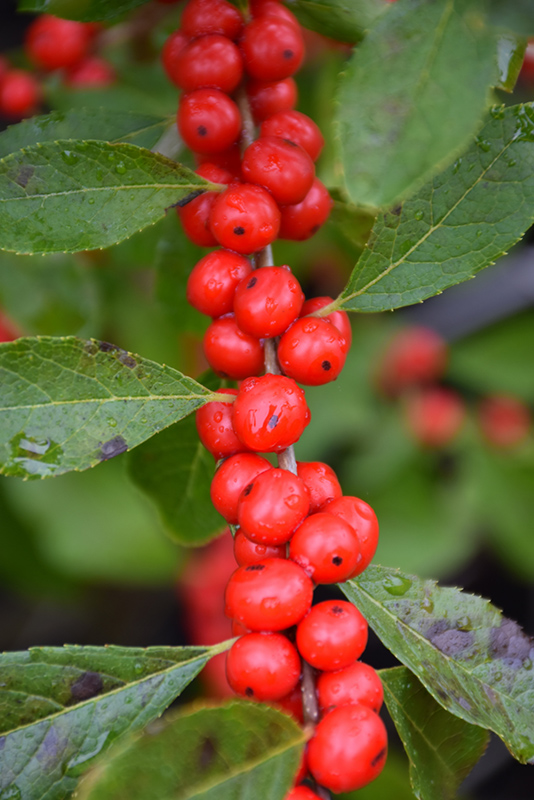 Red Sprite Winterberry (Ilex verticillata 'Red Sprite') at Country Basket Garden Centre