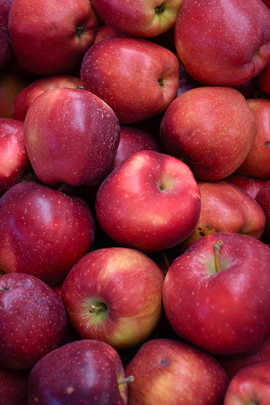 Red Delicious Apple (Malus 'Red Delicious') at Country Basket Garden Centre