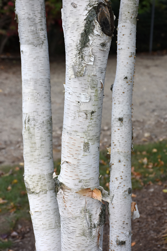 Whitebark Himalayan Birch (Betula utilis 'var. jacquemontii') at Country Basket Garden Centre