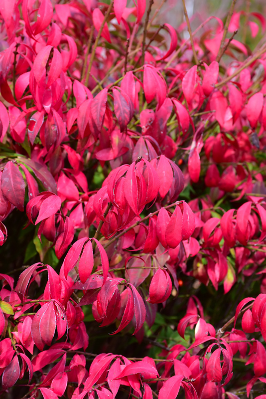 Little Moses Burning Bush (Euonymus alatus 'Odom') at Country Basket Garden Centre