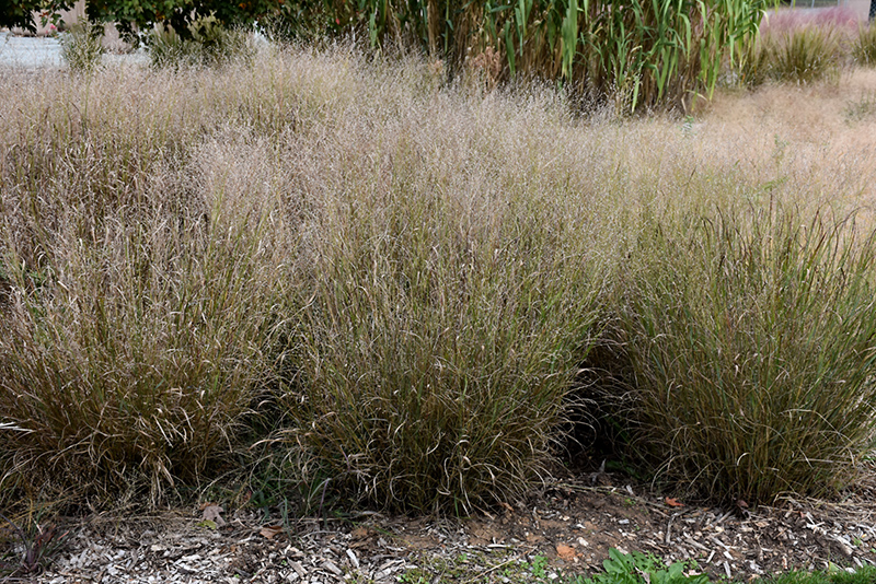 Shenandoah Reed Switch Grass (Panicum virgatum 'Shenandoah') at Country Basket Garden Centre