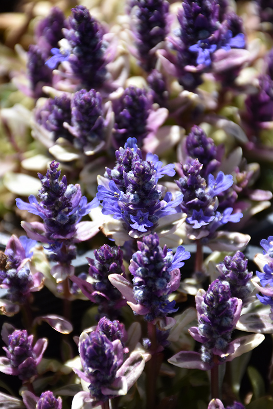Dixie Chip Bugleweed (Ajuga 'Dixie Chip') at Country Basket Garden Centre