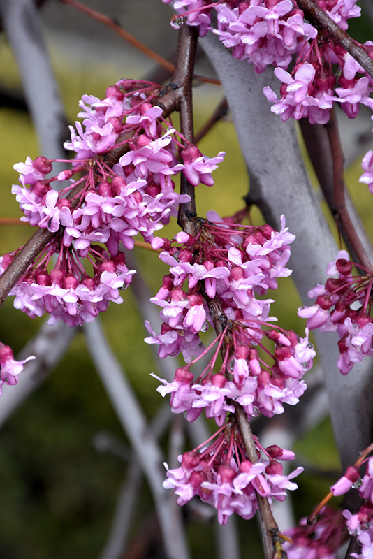 Lavender Twist Redbud (Cercis canadensis 'Covey') at Country Basket Garden Centre