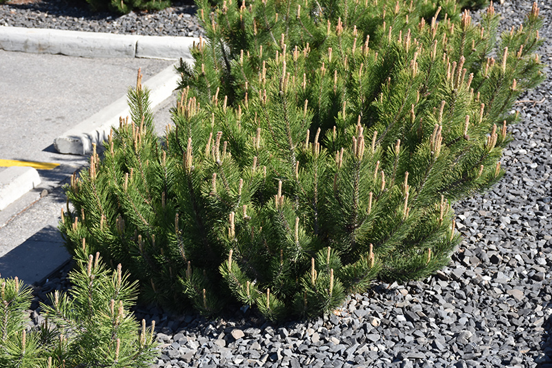 Dwarf Mugo Pine (Pinus mugo var. pumilio) at Country Basket Garden Centre