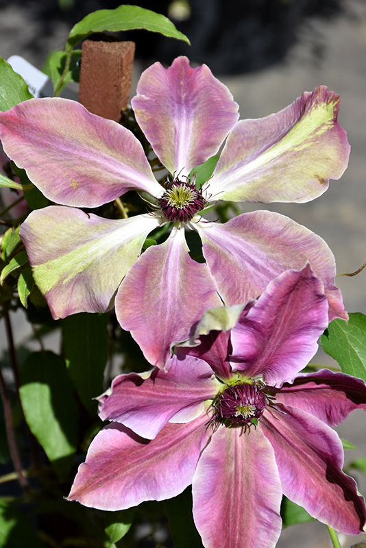 Lincoln Star Clematis (Clematis 'Lincoln Star') at Country Basket Garden Centre