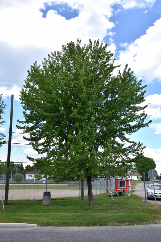 Silver Maple (Acer saccharinum) at Country Basket Garden Centre