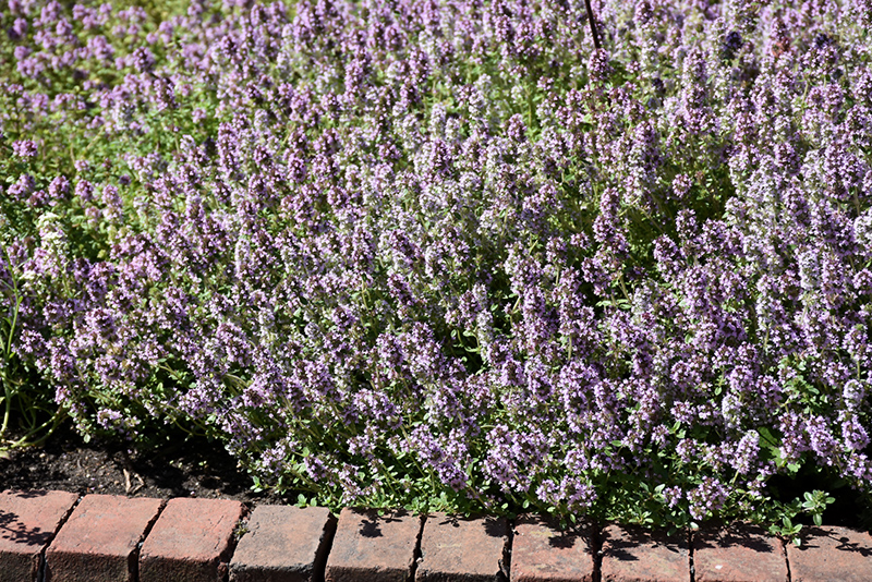 Common Thyme (Thymus vulgaris) at Country Basket Garden Centre