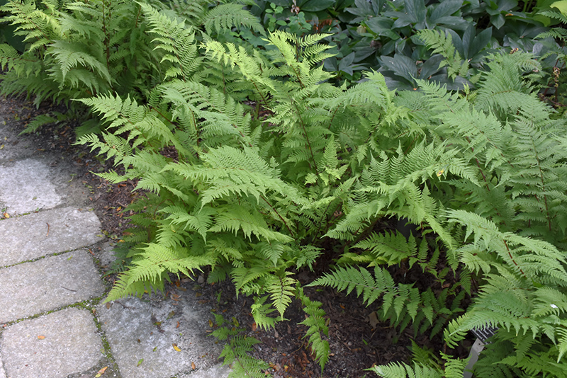 Lady in Red Fern (Athyrium filix-femina 'Lady in Red') at Country Basket Garden Centre