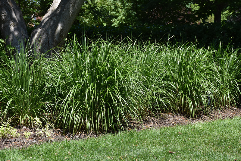 Korean Reed Grass (Calamagrostis brachytricha) at Country Basket Garden Centre