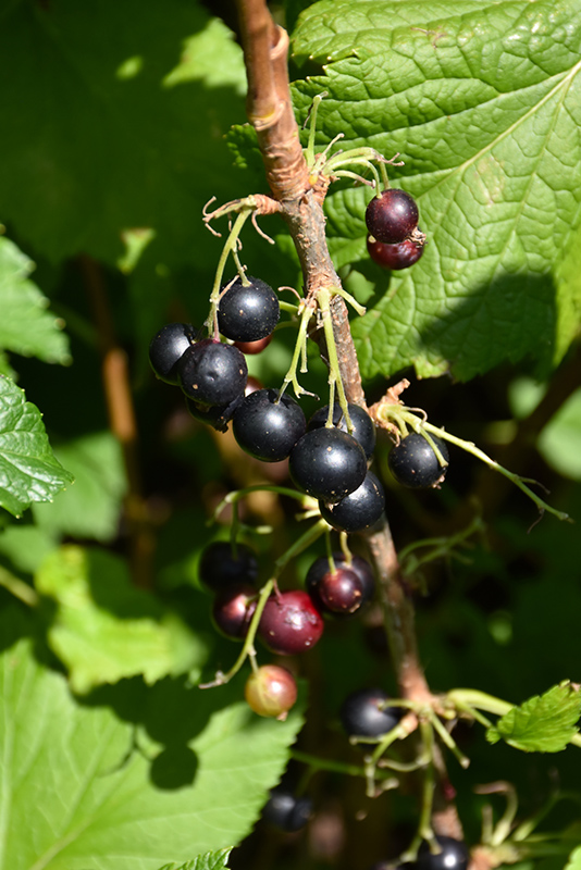 Consort Black Currant (Ribes nigrum 'Consort') at Country Basket Garden Centre