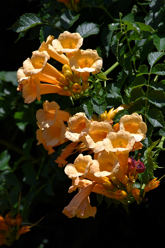 Yellow Trumpetvine (Campsis radicans 'Flava') at Country Basket Garden Centre