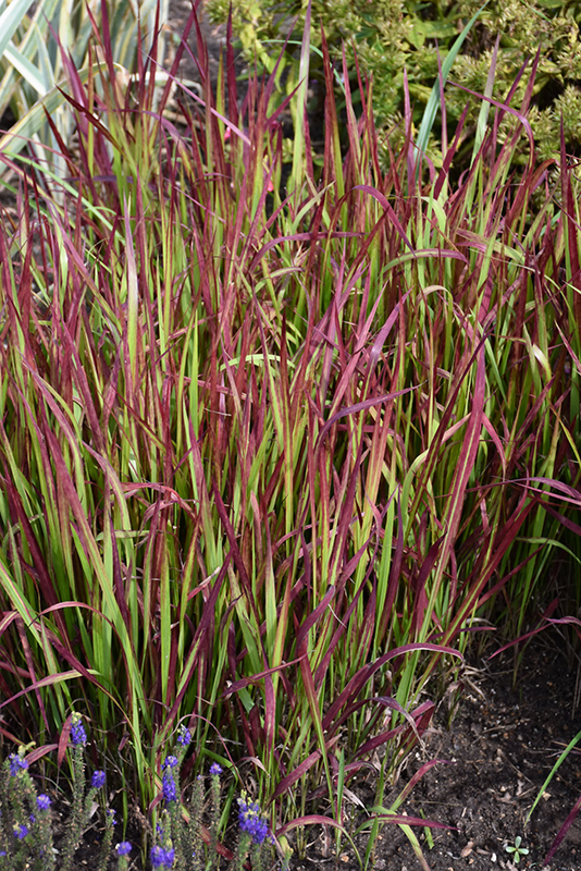 Red Baron Japanese Blood Grass (Imperata cylindrica 'Red Baron') at Country Basket Garden Centre