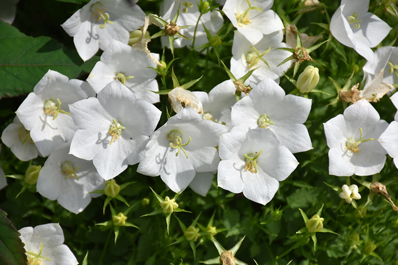 White Clips Bellflower (Campanula carpatica 'White Clips') at Country Basket Garden Centre