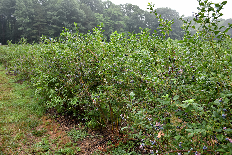 Bluecrop Blueberry (Vaccinium corymbosum 'Bluecrop') at Country Basket Garden Centre