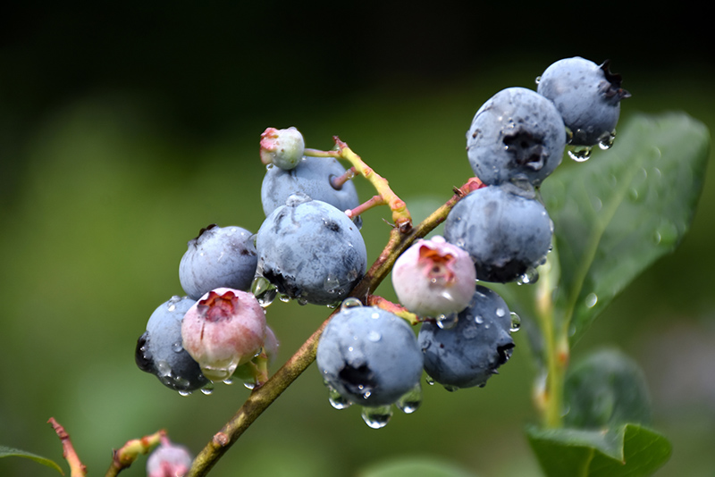 Blueray Blueberry (Vaccinium corymbosum 'Blueray') at Country Basket Garden Centre