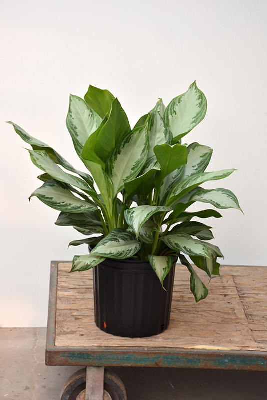 Silver Bay Chinese Evergreen (Aglaonema 'Silver Bay') at Country Basket Garden Centre