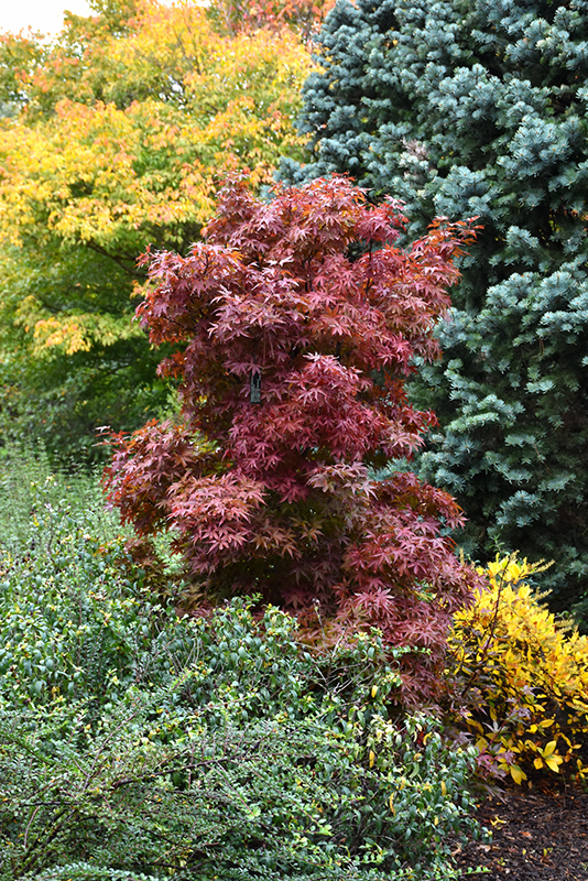 Twombly's Red Sentinel Japanese Maple (Acer palmatum 'Twombly's Red Sentinel') at Country Basket Garden Centre