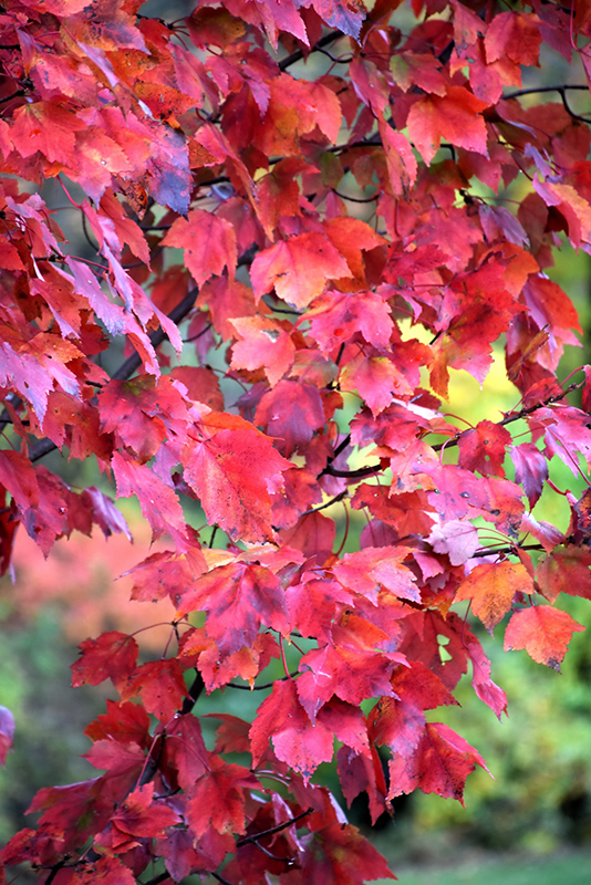 Red Maple (Acer rubrum) at Country Basket Garden Centre