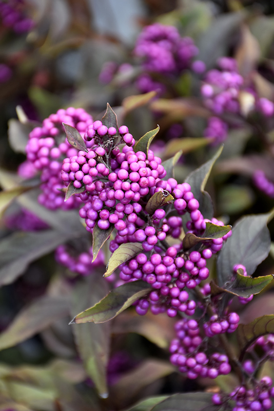 Pearl Glam Beautyberry (Callicarpa 'NCCX2') at Country Basket Garden Centre