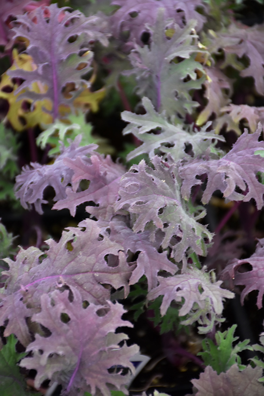 Red Russian Kale (Brassica napus var. pabularia 'Red Russian') at Country Basket Garden Centre