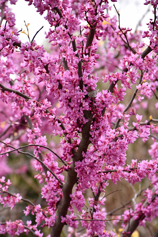 The Rising Sun Redbud (Cercis canadensis 'The Rising Sun') at Country Basket Garden Centre