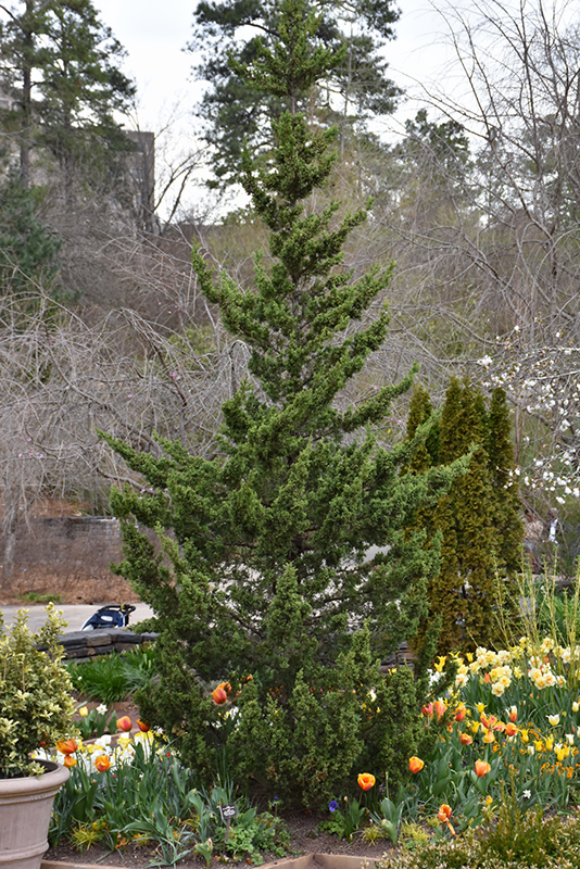 Trautman Juniper (Juniperus chinensis 'Trautman') at Country Basket Garden Centre