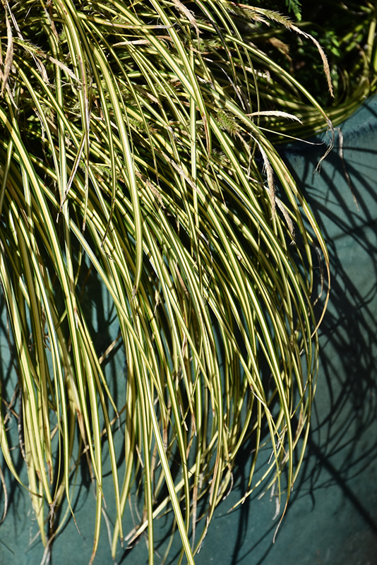 EverColor Eversheen Japanese Sedge (Carex oshimensis 'Eversheen') at Country Basket Garden Centre