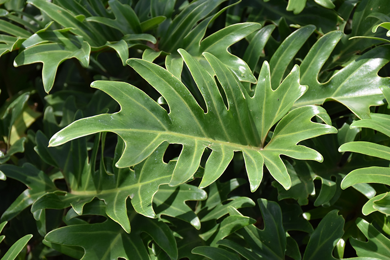 Xanadu Philodendron (Philodendron 'Winterbourn') at Country Basket Garden Centre