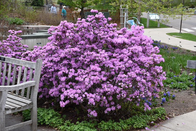 P.J.M. Rhododendron (Rhododendron 'P.J.M.') at Country Basket Garden Centre