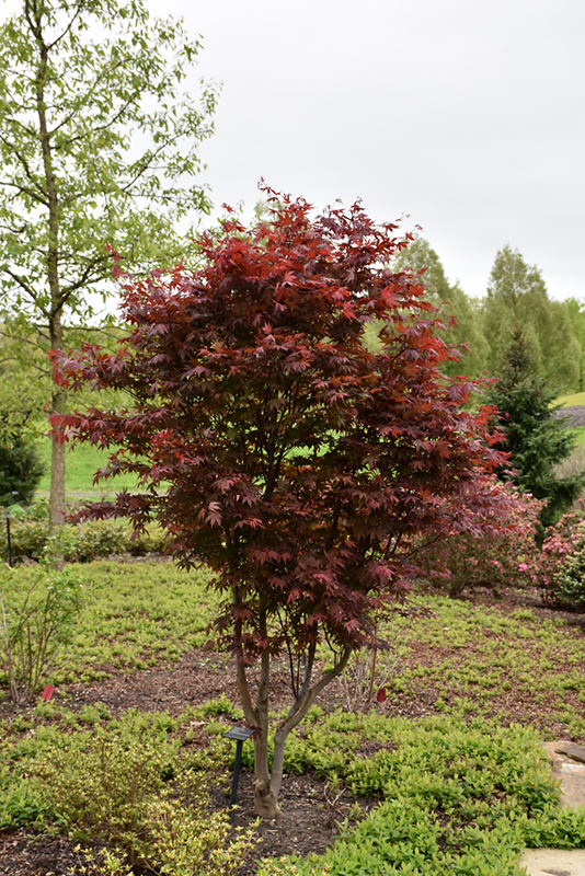 Emperor I Japanese Maple (Acer palmatum 'Wolff') at Country Basket Garden Centre
