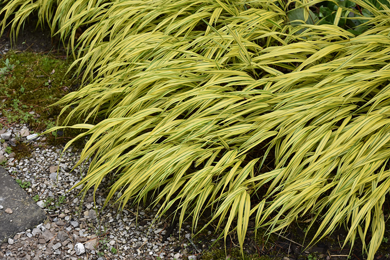 Golden Variegated Hakone Grass (Hakonechloa macra 'Aureola') at Country Basket Garden Centre