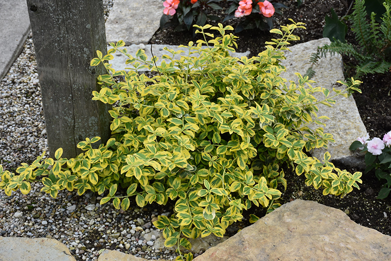 Gold Splash Wintercreeper (Euonymus fortunei 'Roemertwo') at Country Basket Garden Centre