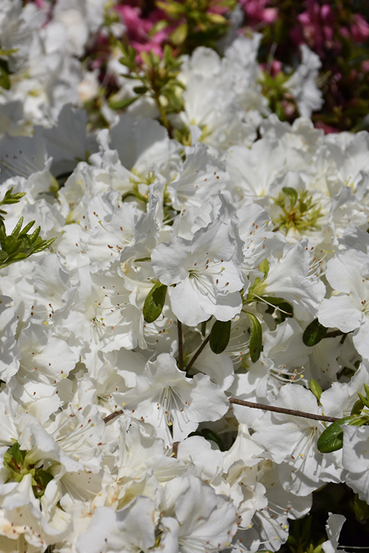 Girard's Pleasant White Azalea (Rhododendron 'Girard's Pleasant White') at Country Basket Garden Centre