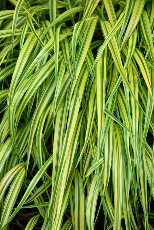 Stripe It Rich Hakone Grass (Hakonechloa macra 'Stripe It Rich') at Country Basket Garden Centre