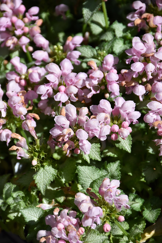 Pink Pewter Spotted Dead Nettle (Lamium maculatum 'Pink Pewter') at Country Basket Garden Centre