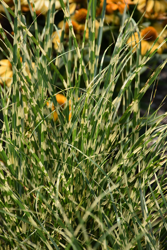 Bandwidth Maiden Grass (Miscanthus sinensis 'NCMS2B') at Country Basket Garden Centre