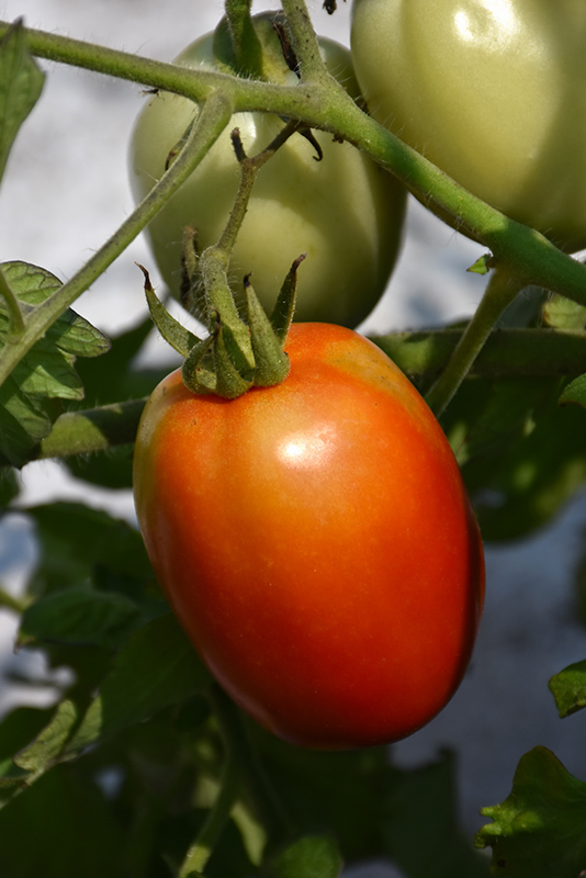 Roma Tomato (Solanum lycopersicum 'Roma') at Country Basket Garden Centre