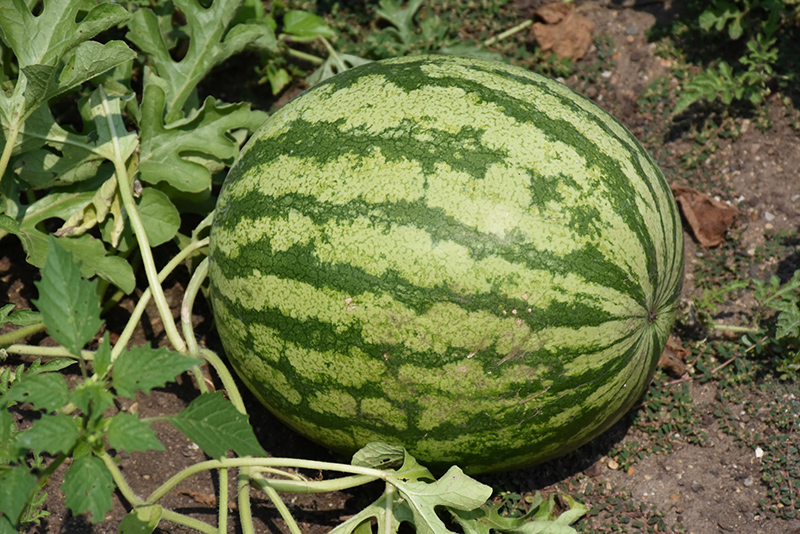 Watermelon (Citrullus lanatus) at Country Basket Garden Centre