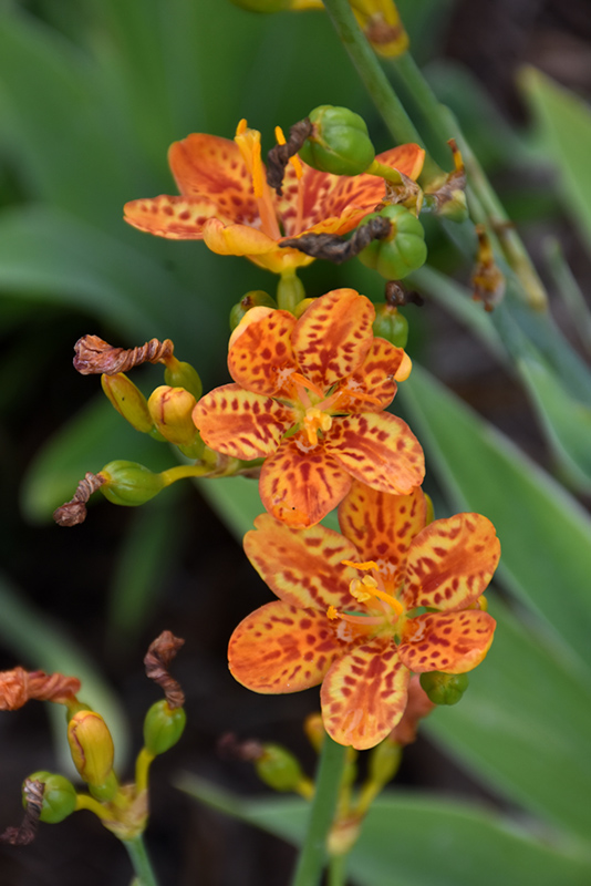 Freckle Face Blackberry Lily (Belamcanda chinensis 'Freckle Face') at Country Basket Garden Centre